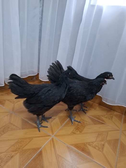 Vând pui Australorp
