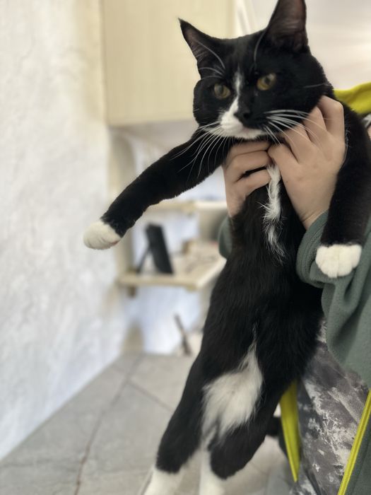 Отдам кота в хорошие руки