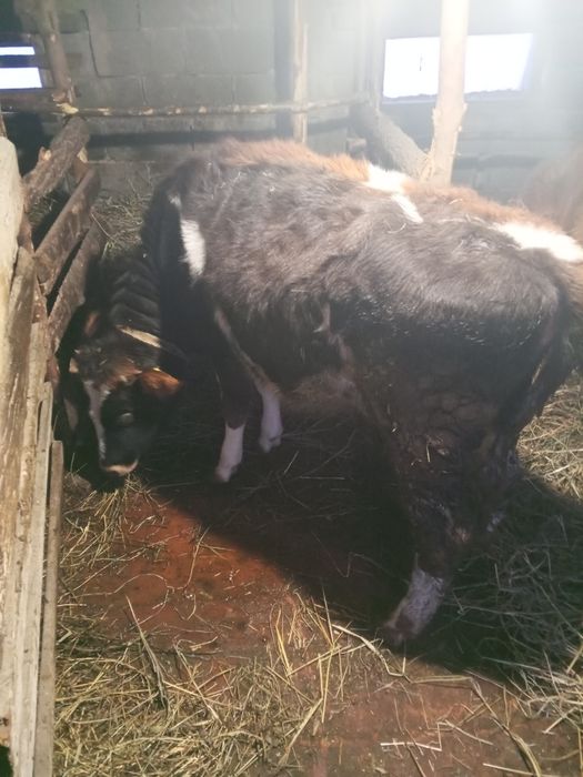 Крупно рогатый скот.