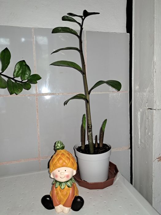 Комнотные растения ЗАМИОКУЛЬКАС