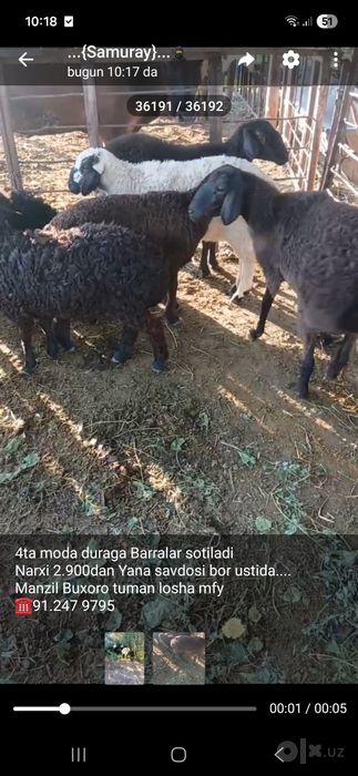Moda duraga Barralar