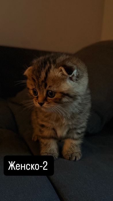 Британски котки