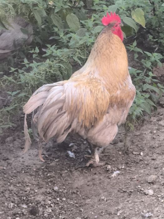 Cocosi australorp