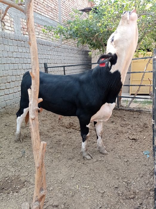 Angus gibrit bilan mikimavus