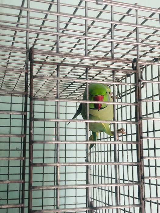 Ожерелье Попугай нар