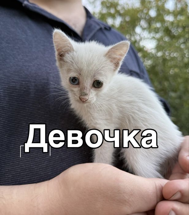 Котята бесплатно