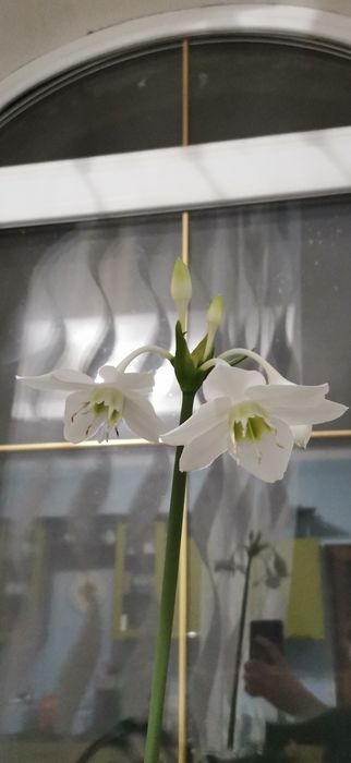 Эухарис ( амазонская лилия)