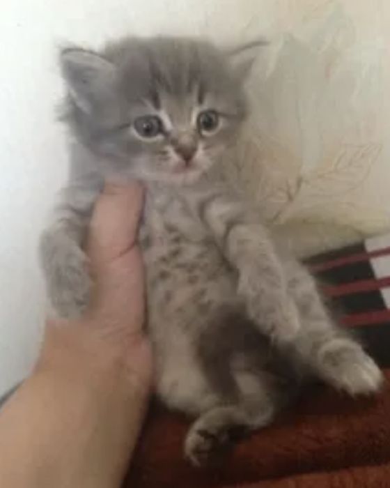 Котята скотиш страйк