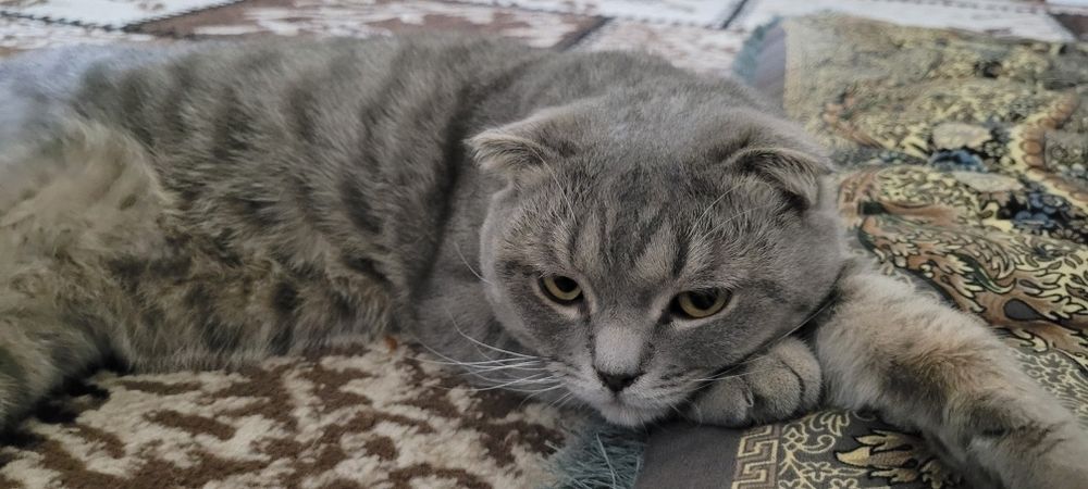 Скоттиш фолд мальчик продаётся skottish fold o'gil bola sotiladi