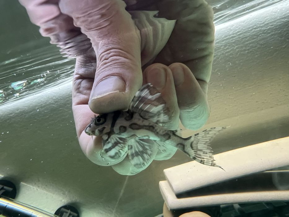 L333 gold,L333 albino,L401 ,L236 SW и SY