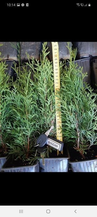 Tuia smarald poze 100 % reale citiți anunțul cu atenție