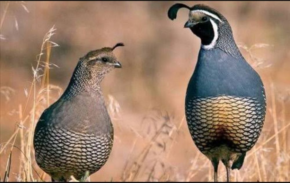 Вергинский перепела и Калифорнийская