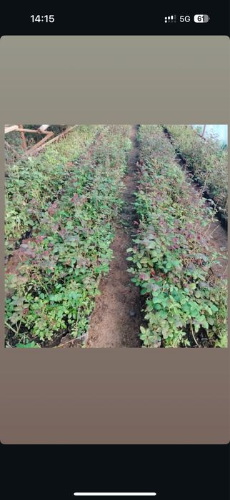 Роза ОПТОМ 250 тг