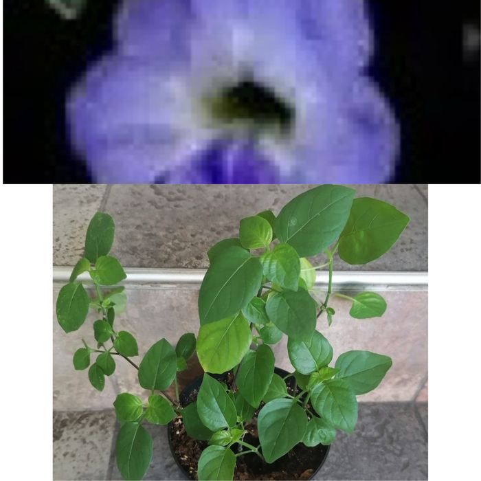 Цветя за продажба