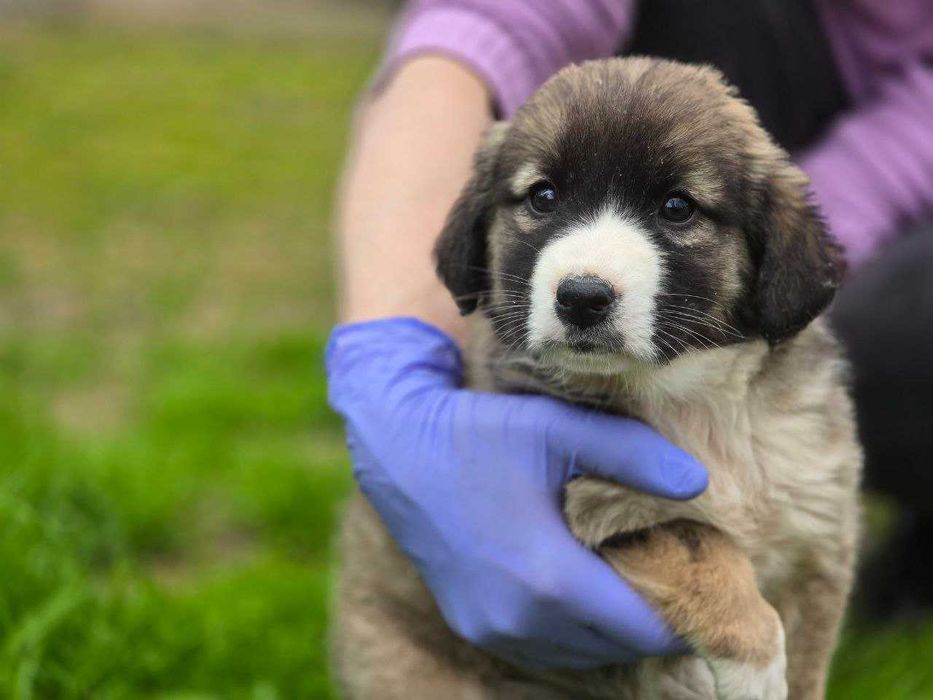 Щенок, девочка, 2 месяца