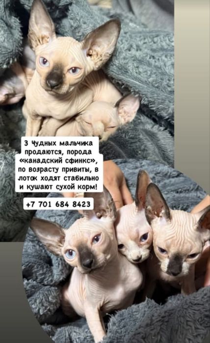 Канадский сфинкс