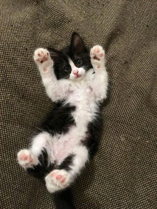 Котенок БЕСПЛАТНО!!!