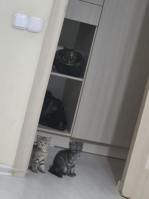 Продаётся котики вислоухо