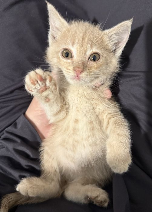 Котенок в добрые руки