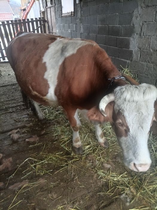 Bălțata românească