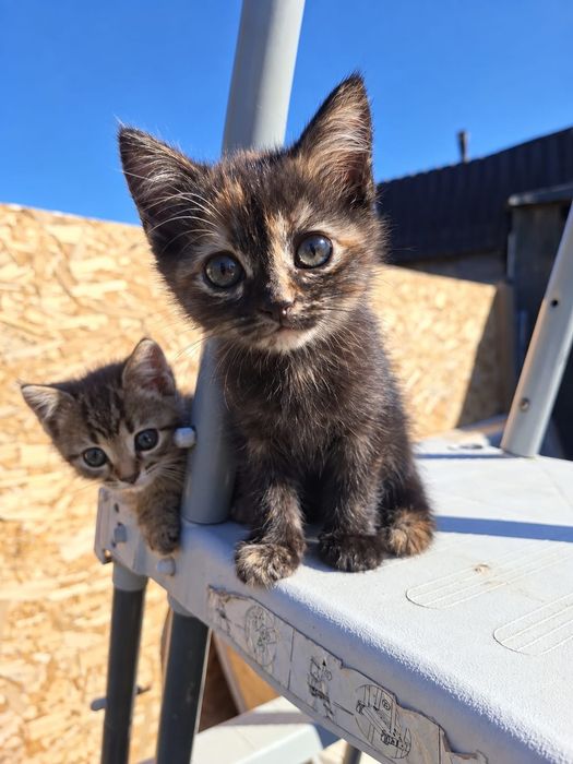 Британские котята