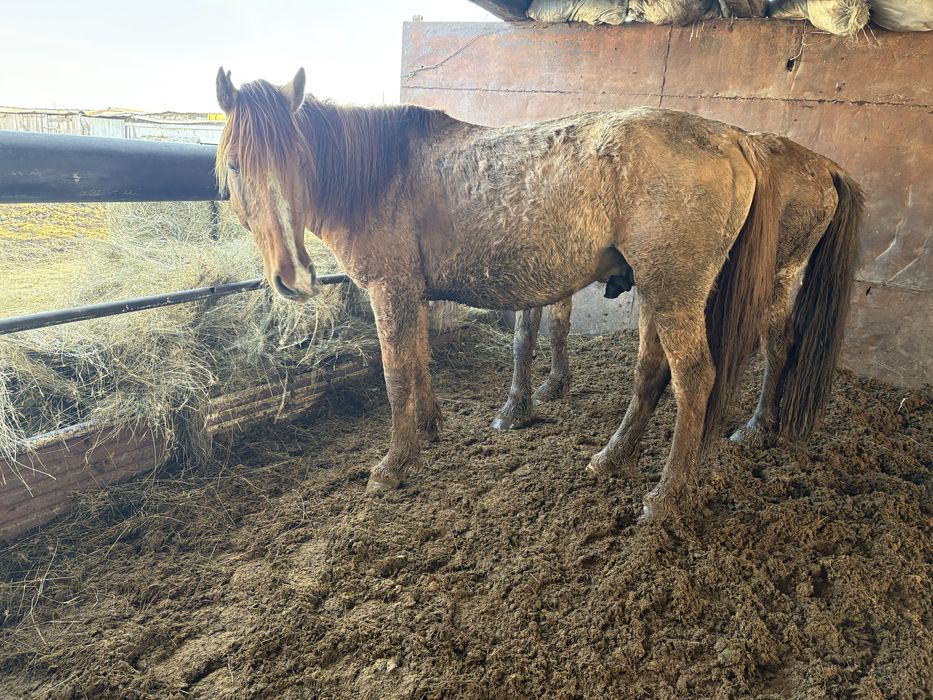 Айғырлар сатылады