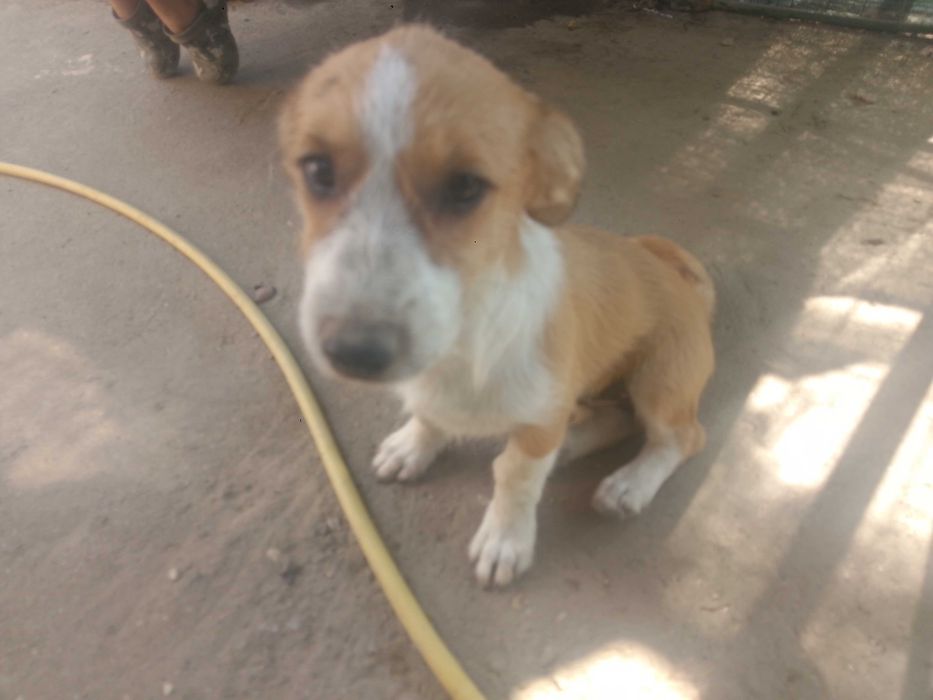Trei cățelușe adorabile spre adopție