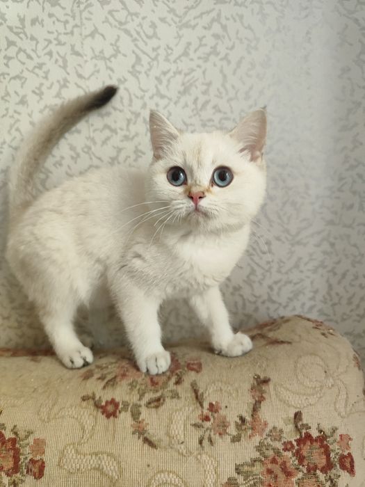 Шиншиллка мальчик шотландец