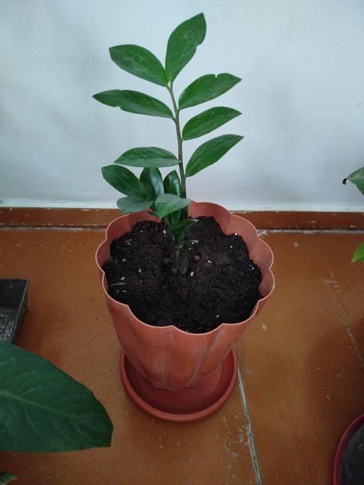 Растения комнатные