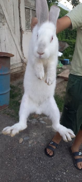 Продам кральчиху