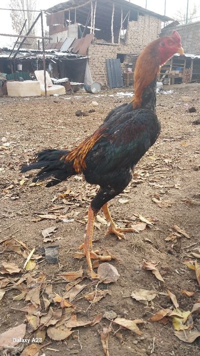 Dakan tulle 2 yilli zoti turka vetnam