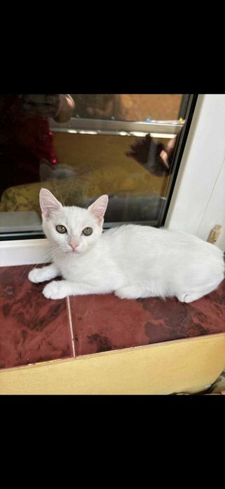 Котки различни породи