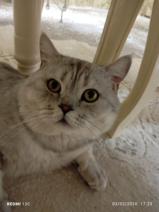 Britaniskiy shinshila sotiladi pasport bor emlangan