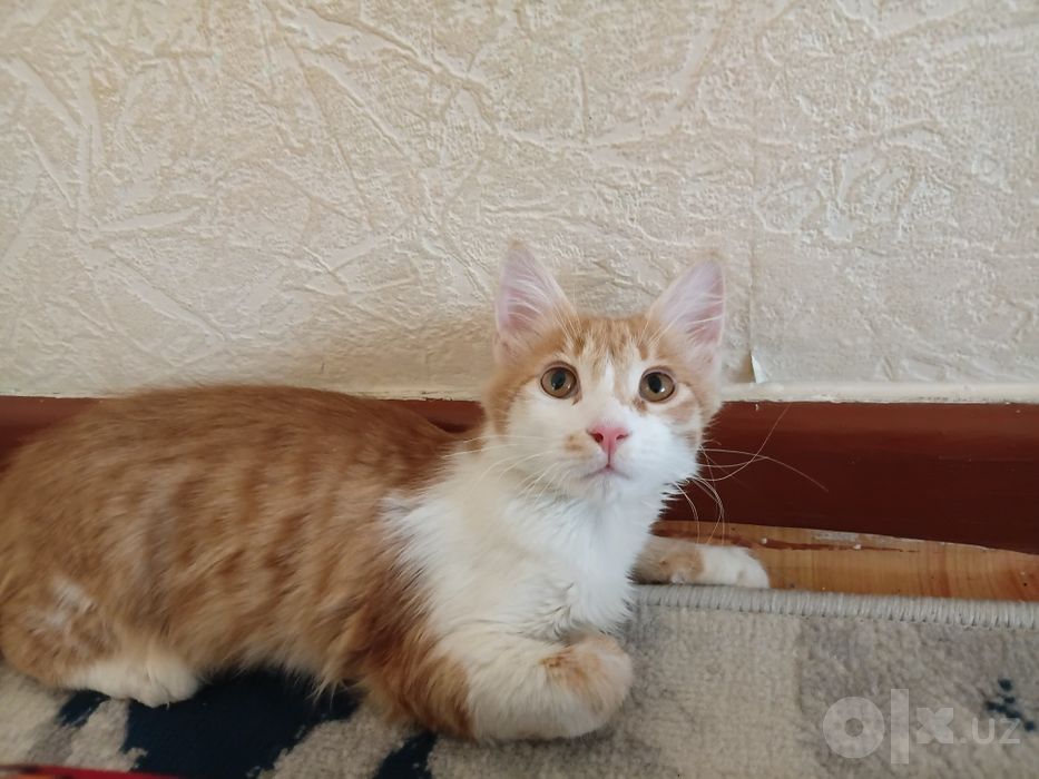 Мушукчамни мехирлий кулларга бераман. 3 ойлек угил