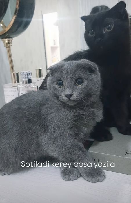 Sotiladi kerey bosa yozila