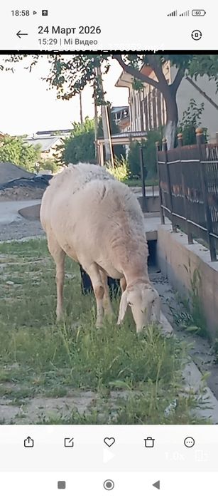Avgon qo'zi qo'chqor sotiladi Zotga