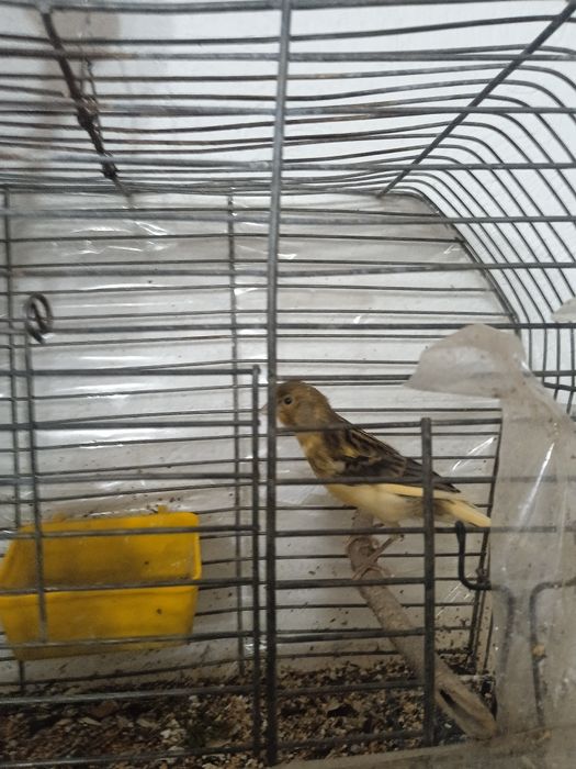 Кеноры Крупные. .