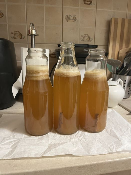 Ciuperca pentru Kombucha
