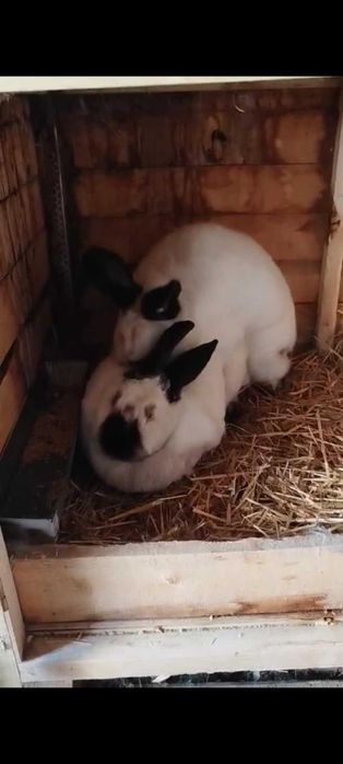 Зайци калифорнийци