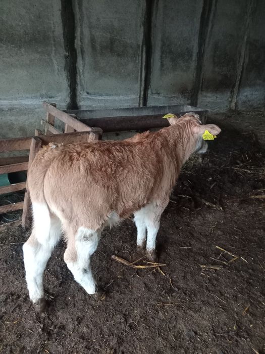 Vând doi vitei rasă