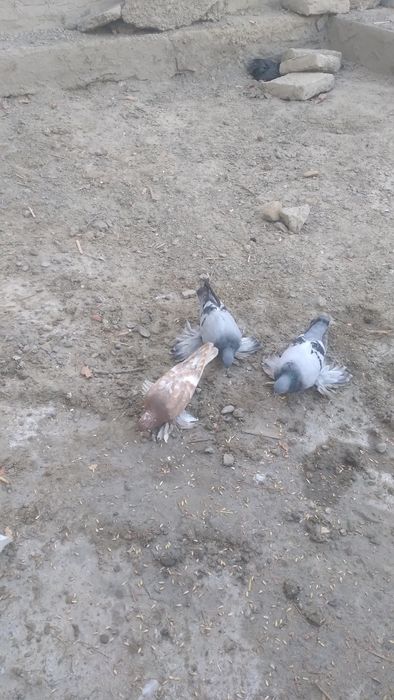 Kabutarlar sotiladi