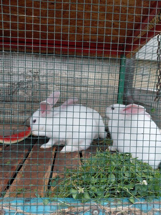 Iepuri albi, ochii albaștri cu negru, foarte frumoși, vârstă 5 luni