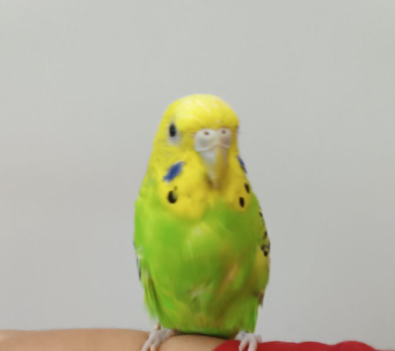 Ръчно хранени социални вълнисти папагали.