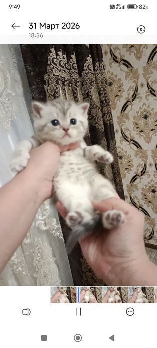 Skotish fold va strayt