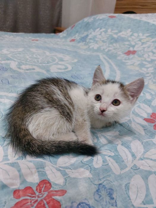 Отдам бесплатно котенка