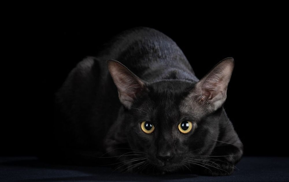 Эксклюзив. Чаузи f3 чёрные