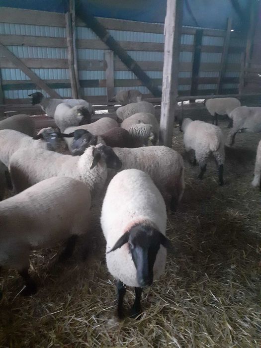 Mieluțe si berbeci de vânzare