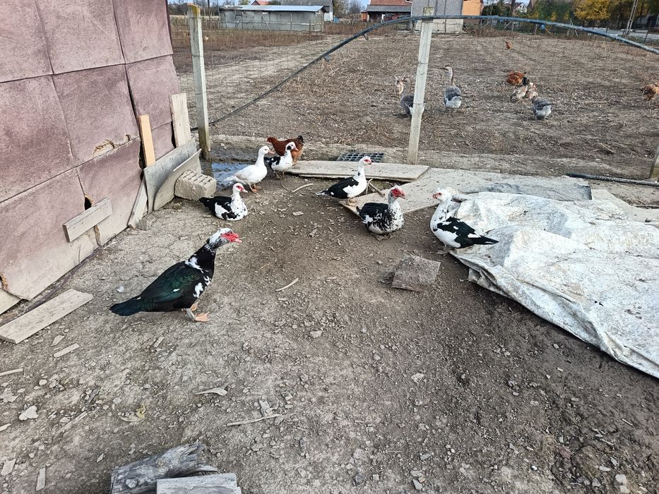 Vând rațe mute din Martie 2025 viu sau tăiat