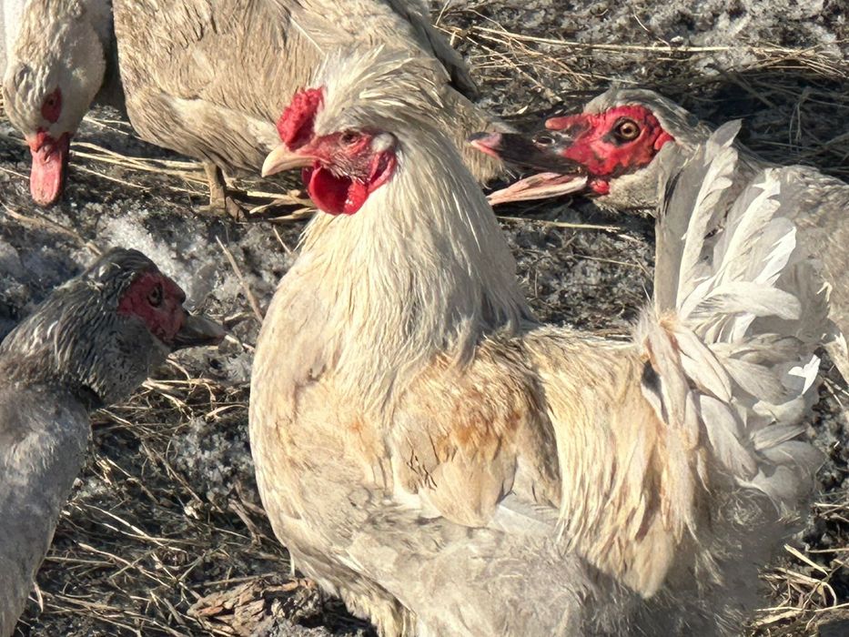 Продам петухов на племя