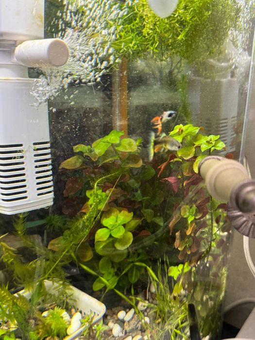 Продам растения для аквариума